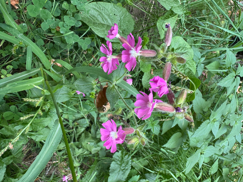 Plusieurs fleurs rose vif du compagnon rouge avec des calices velus au milieu d'une végétation herbacée.