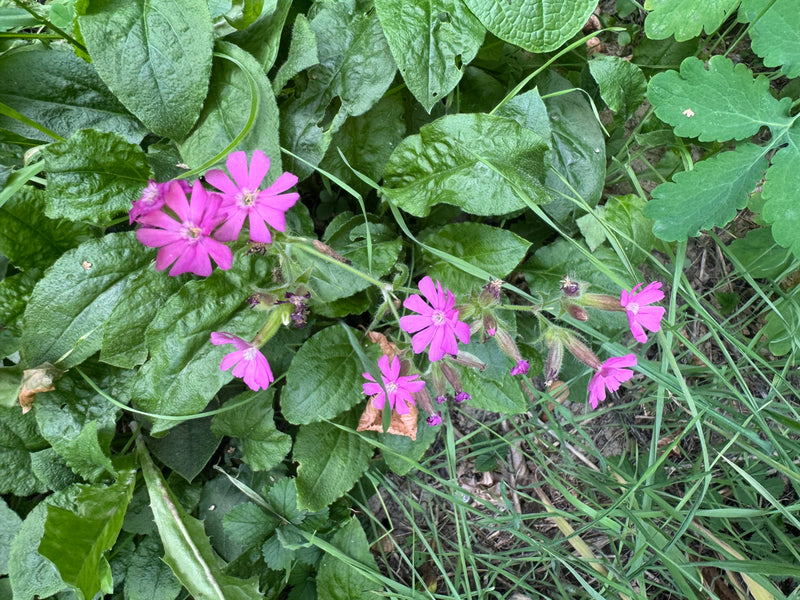Un compagnon rouge en fleurs aux pétales rose vif pousse au milieu d'un feuillage vert dense et d'herbes.