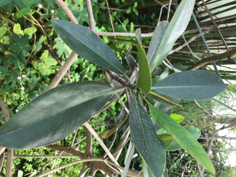 Rote Mangrove — photo 2 sur 2