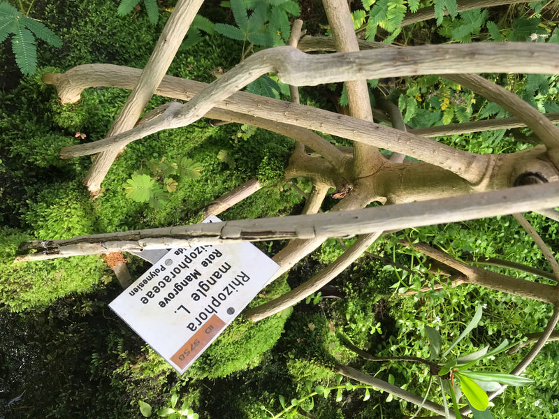 Rote Mangrove — photo 1 sur 2