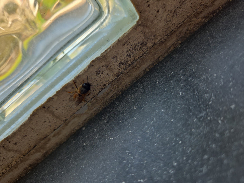 Abeille maçonne rouge — Bild 1
