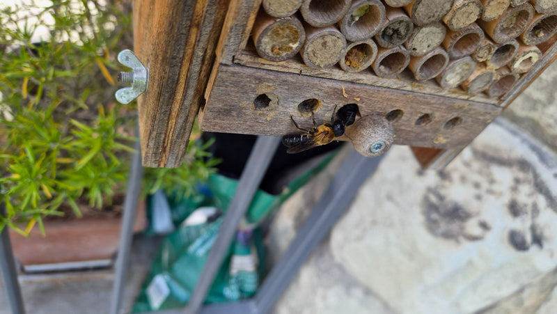 Une osmie rousse est posée sur un hôtel à insectes en bois et explore les cavités. Elle présente la pilosité rousse typique.