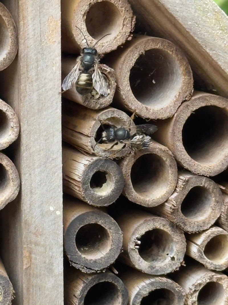 Abeille maçonne rouge — photo 3 sur 15