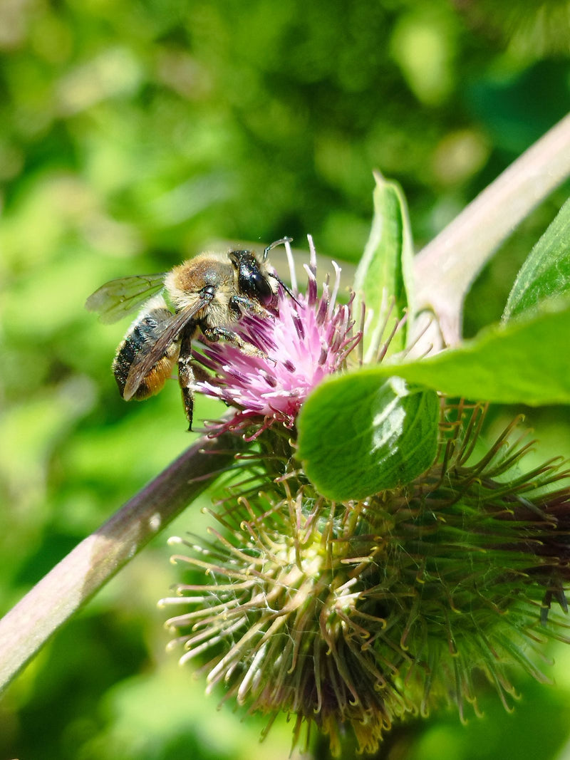 Une osmie bicorne est posée sur une fleur violette pour récolter du nectar ou du pollen. La photo montre l'insecte de profil au milieu d'un feuillage vert.
