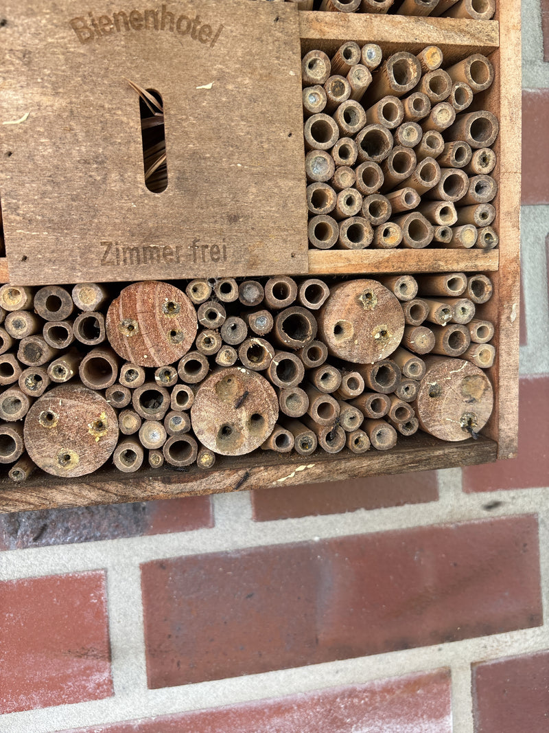 On peut voir un hôtel à insectes avec différentes tiges creuses et des disques de bois servant de nid. L'installation sert à la reproduction des abeilles sol...