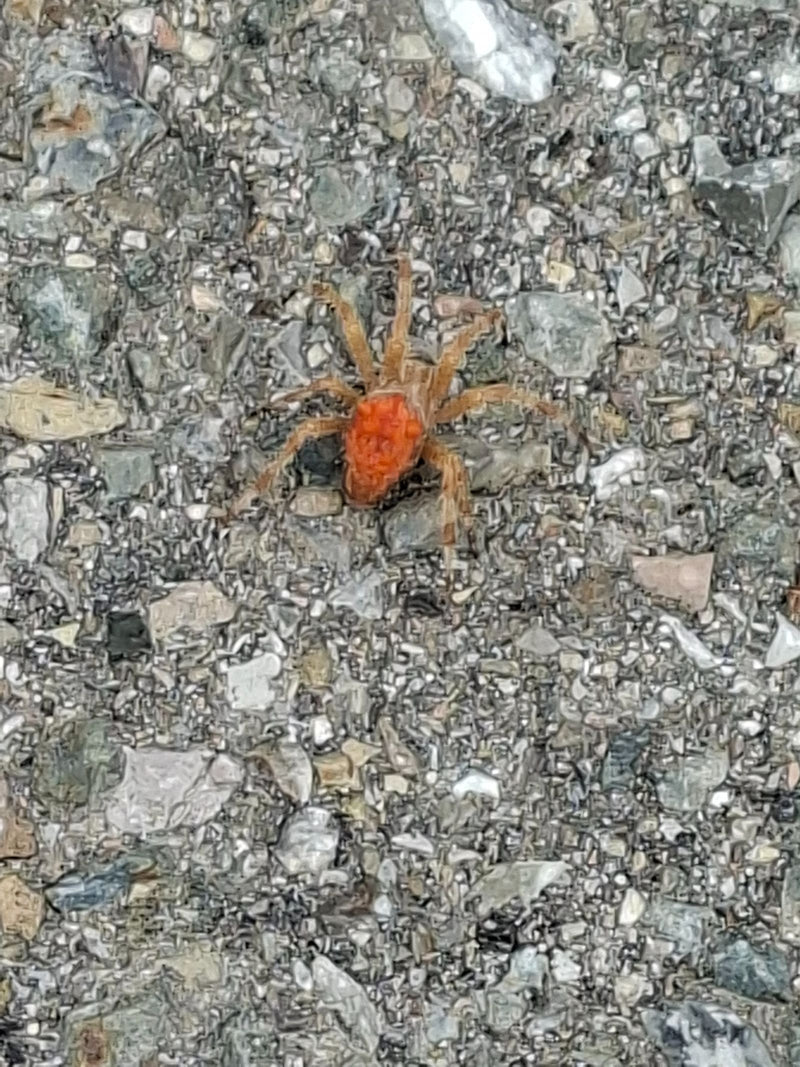 Un aoûtat rouge marche sur un sol pierreux. La coloration rouge caractéristique est bien visible.