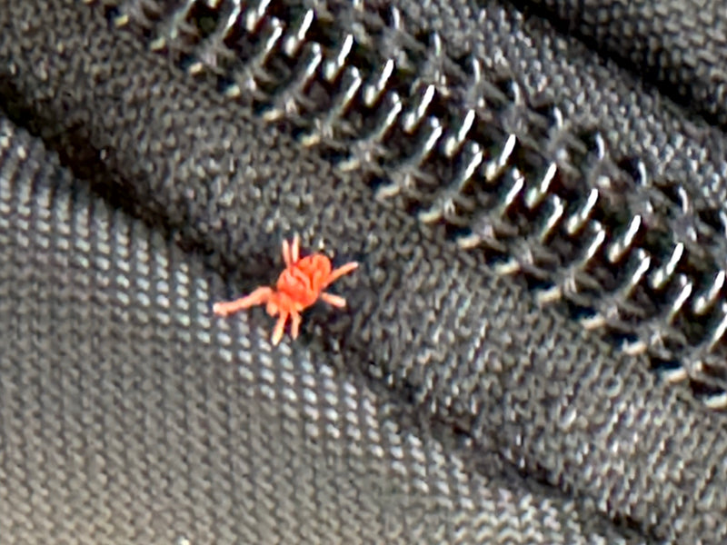 Un trombidion soyeux rouge vif se déplace sur un tissu sombre juste à côté d'une fermeture éclair.