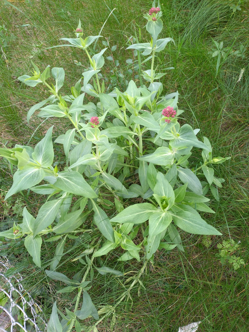 Fleur d'éperon rouge — Bild 2