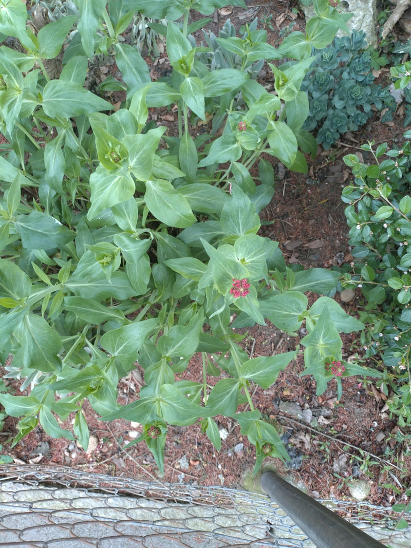 Fleur d'éperon rouge — Bild 1