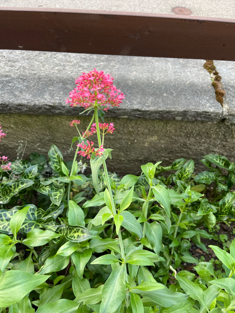 Une valériane rouge en fleur avec une inflorescence rose vif pousse devant un muret de pierre.