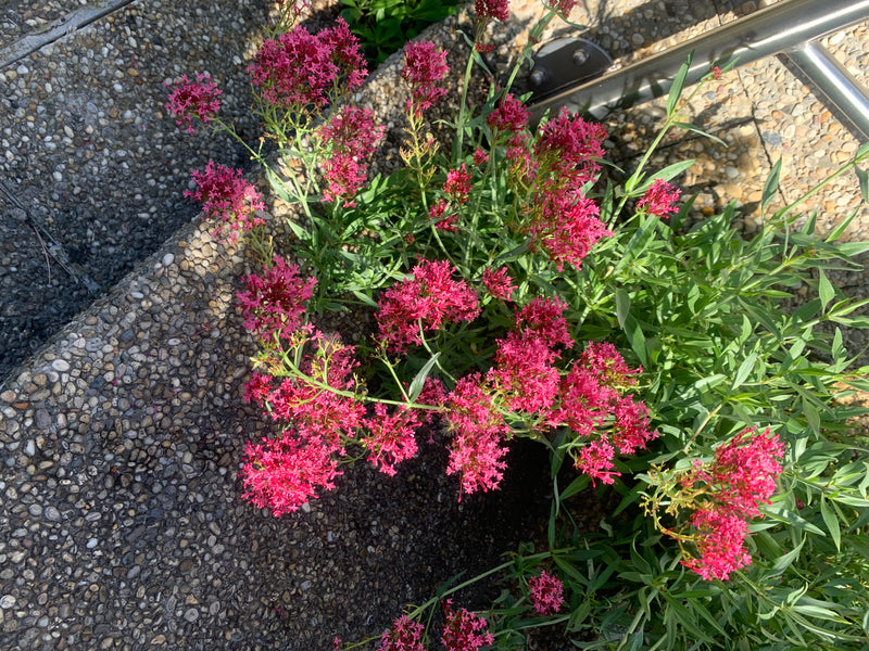 On peut voir une valériane rouge en fleurs avec des inflorescences rose vif à rouges. La plante pousse vue d'en haut juste à côté d'un escalier en pierre str...