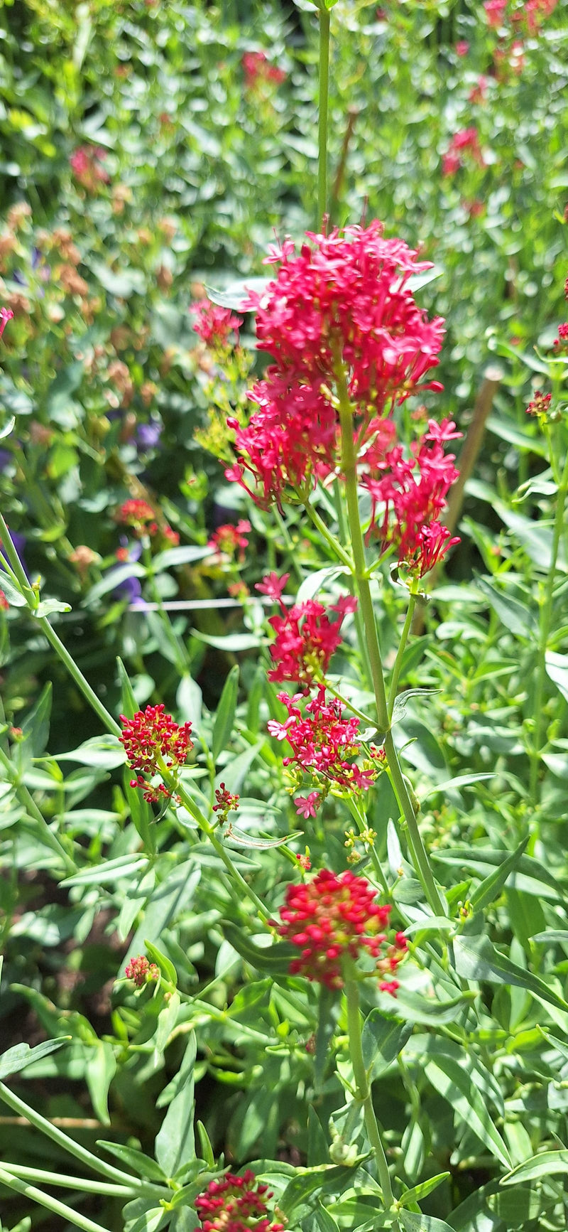 On aperçoit une valériane rouge dotée d'inflorescences rouges denses et caractéristiques ainsi que de feuilles vertes. La plante se trouve dans un environnem...
