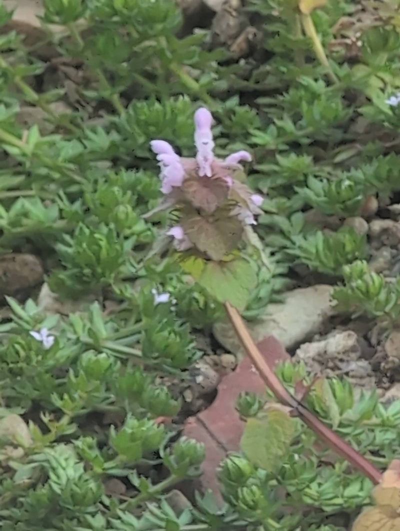 L'ortie violette — Bild 1