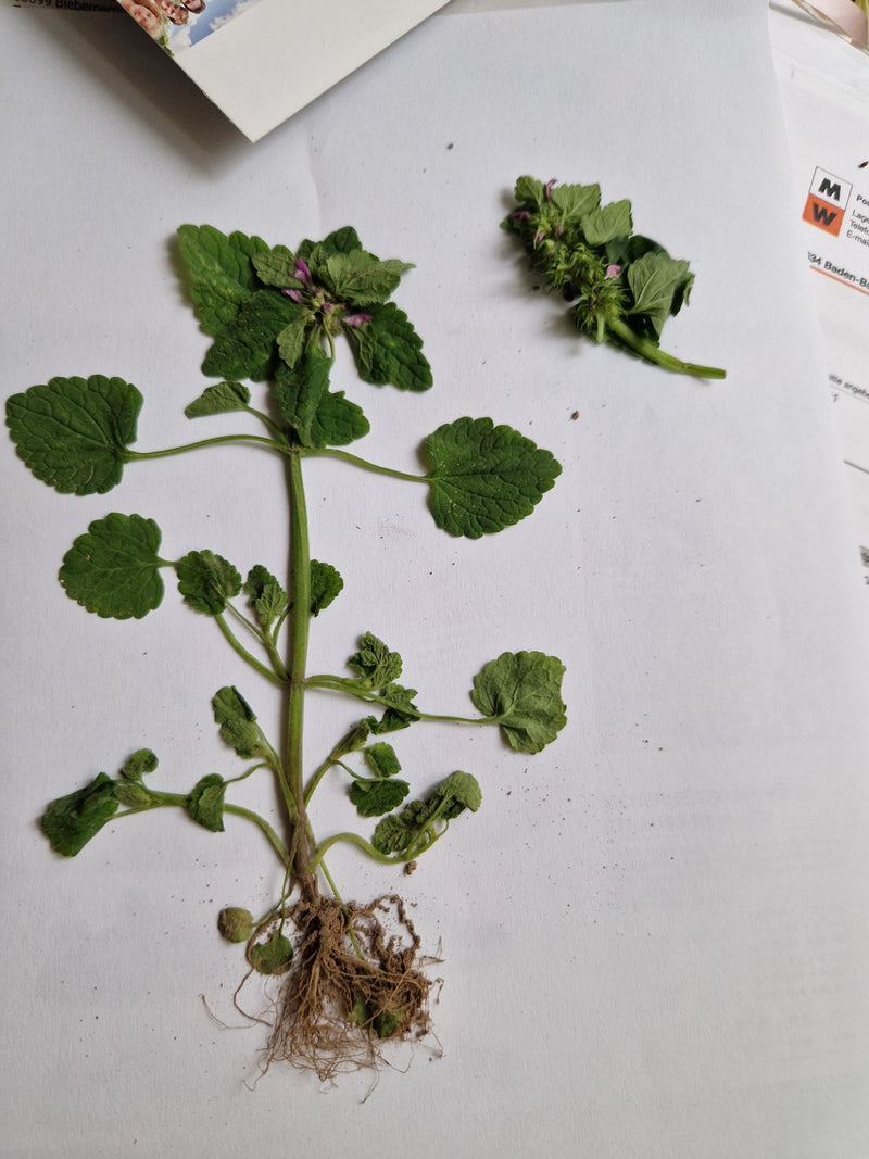 L'image montre un lamier pourpre déterré et partiellement pressé, avec des racines, une tige, des feuilles et de petites fleurs pourpres posées sur du papier...
