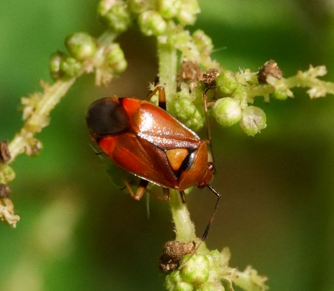 Rote Weichwanze — photo 1 sur 1