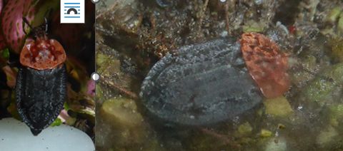 Coléoptère charognard rouge — Bild 1