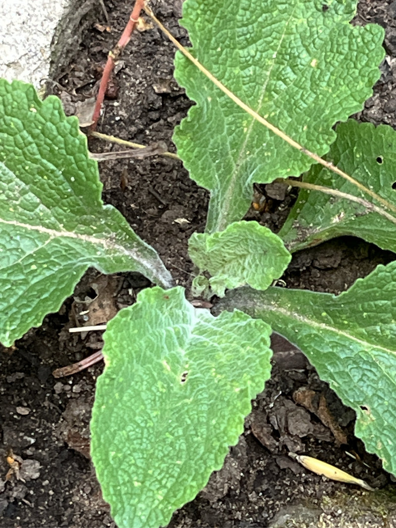 On peut voir une jeune rosette de feuilles de digitale purpure, photographiée de près par-dessus sur un sol sombre. Les feuilles vertes typiquement veinées p...
