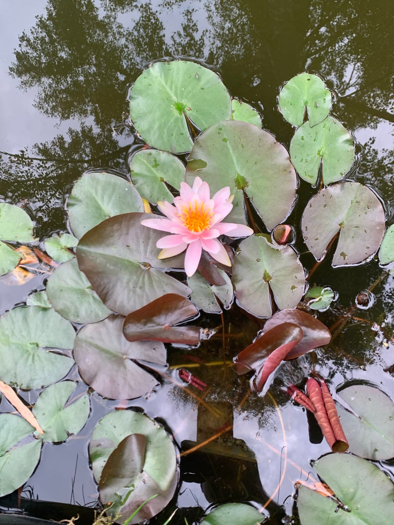 Un nénuphar aux fleurs roses flotte avec des feuilles arrondies sur une surface d'eau calme.