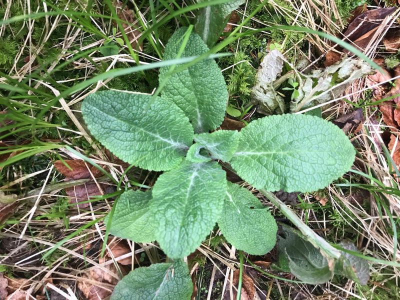 On aperçoit la jeune rosette de feuilles de la digitale pourpre sur un sol forestier avec de l'herbe et des feuilles.