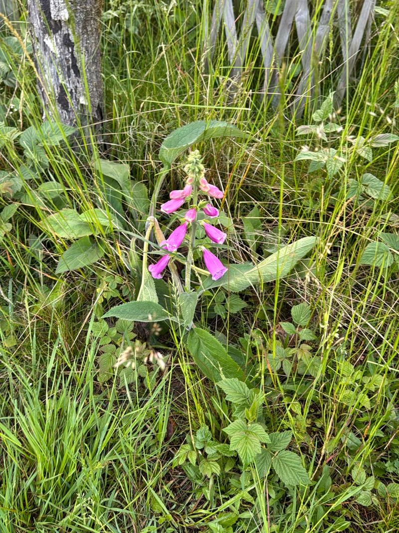 On voit une digitale pourpre en fleurs avec ses caractéristiques fleurs rose pourpre dans une prairie. La plante se dresse au milieu de hautes herbes et d'au...