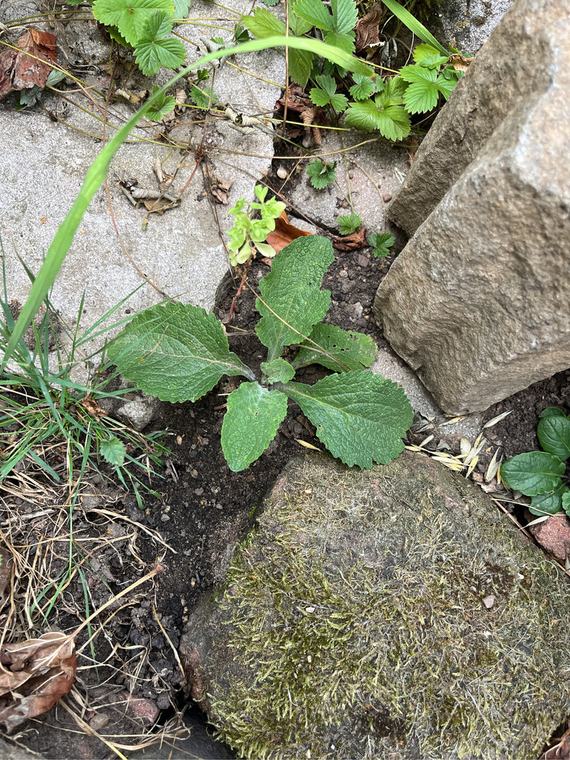 On aperçoit une jeune rosette de feuilles de la digitale pourpre, poussant sur le sol entre des pierres. Les feuilles vertes typiquement ridées sont bien vis...
