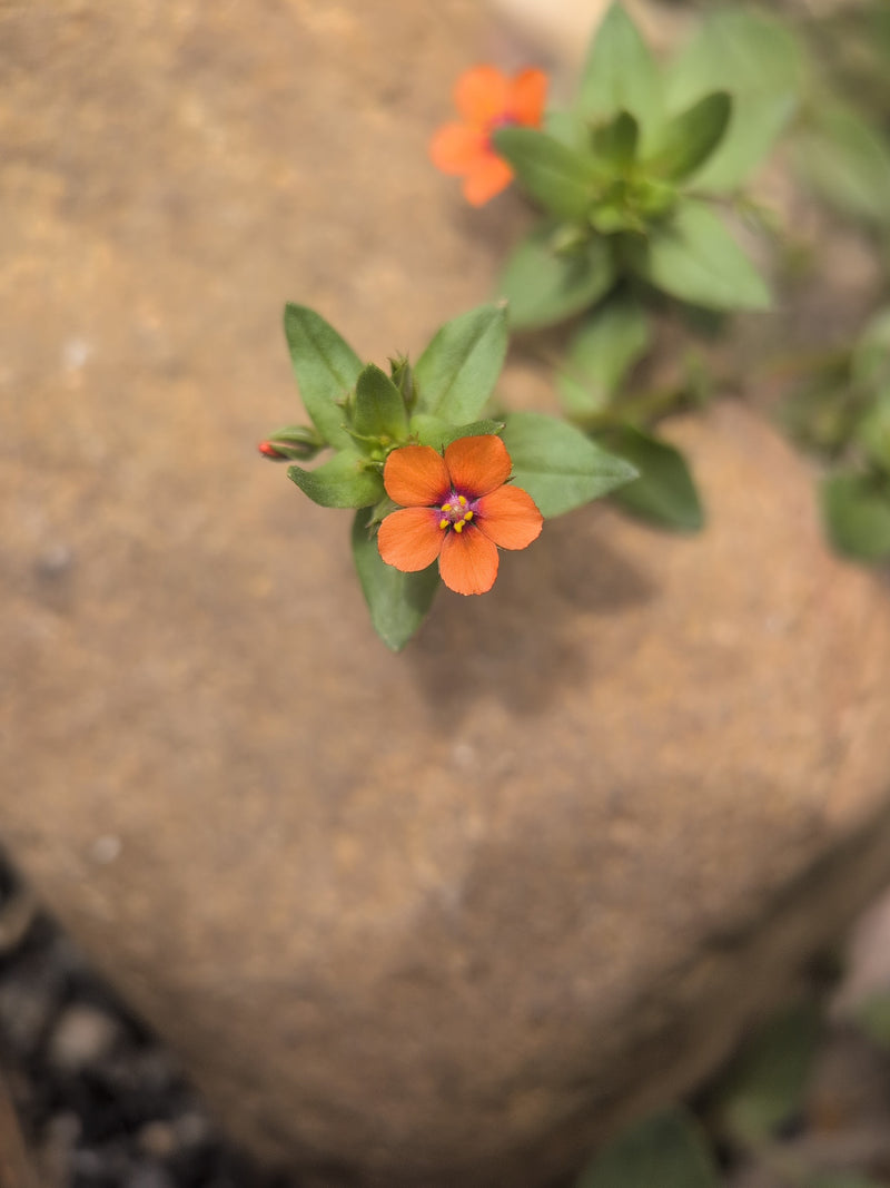 Gauchheil rouge — Bild 2