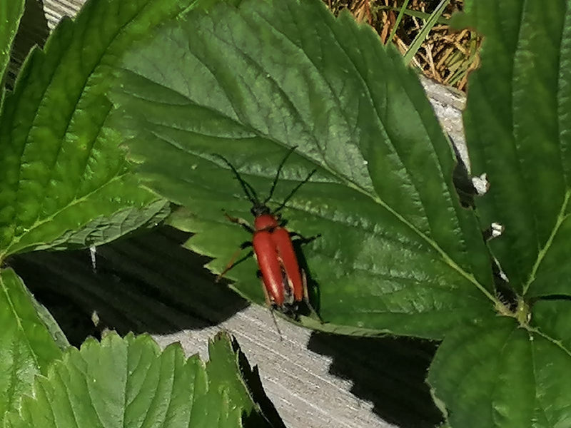 Buck à cou rouge — Bild 1