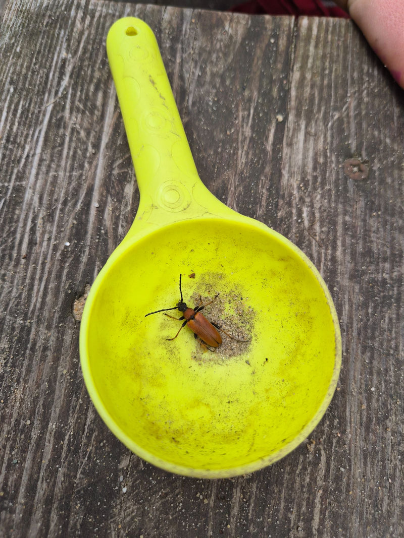 L'image montre une lepture rouge assise dans une pelle en plastique jaune sur une surface en bois.