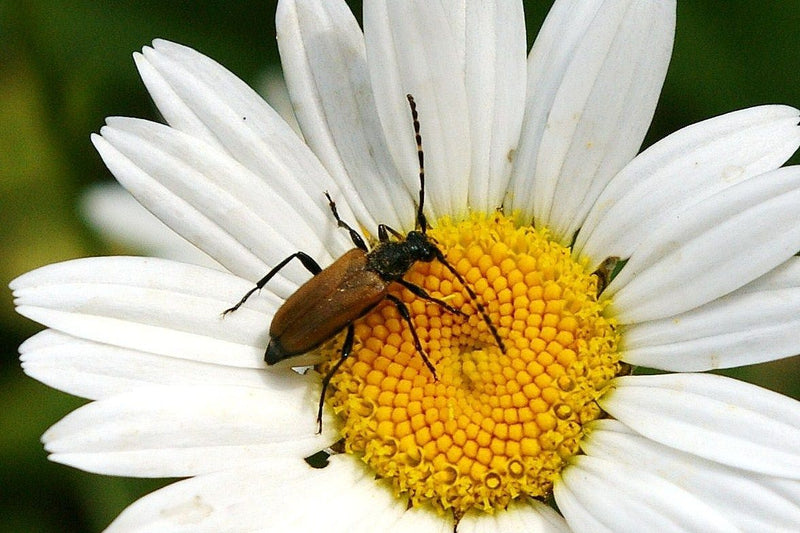 Un rutpèle rouge se repose sur le cœur jaune d'une fleur de marguerite blanche.