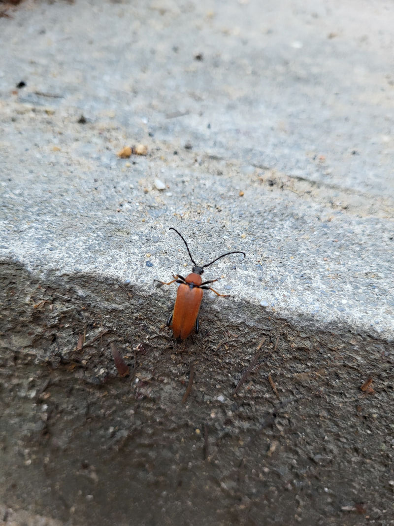 Une lepture rouge est posée sur un sol en pierre grise, montrant ses élytres rougeâtres. Le spécimen d'insecte est bien visible.