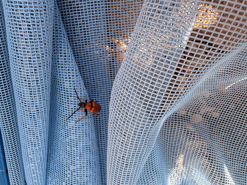 Un coléoptère avec un pronotum rougeâtre et des élytres sombres est posé sur un filet bleu. L'insecte se repose sur la surface texturée.