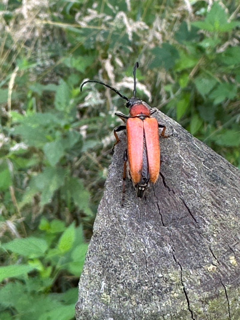Un longicorne aux élytres rouge-bruit repose sur un piquet en bois. La végétation d'une prairie verte est visible en arrière-plan.