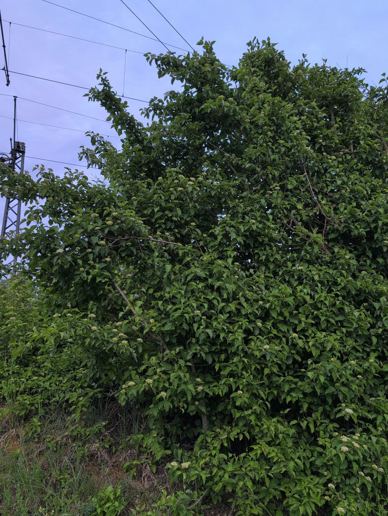 On voit un grand arbuste de cornouiller sanguin, au feuillage dense et en pleine floraison. En arrière-plan se dresse un ciel nuageux avec des pylônes électr...