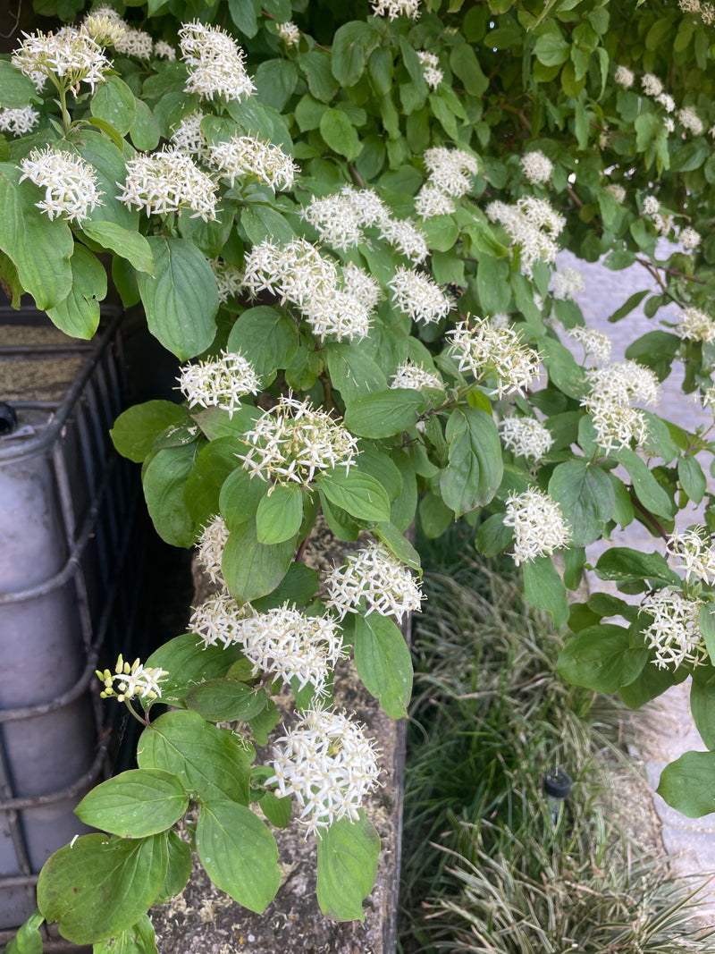 L'image montre un cornouiller en fleurs avec de nombreuses inflorescences blanches et des feuilles vertes. La prise de vue montre une branche de l'arbuste de...