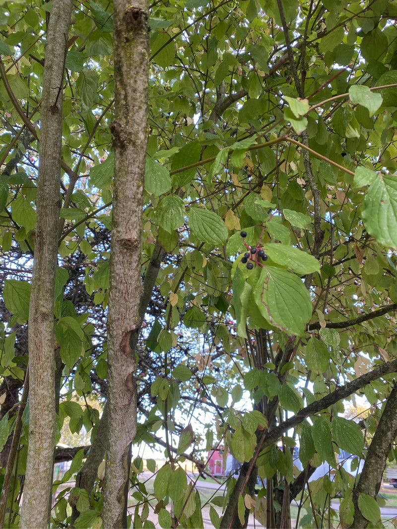 Branches d'un cornouiller sanguin avec des feuilles vertes et des baies sombres sur des tiges rougeâtres.
