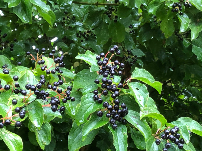L'image montre une branche de cornouiller sanguin avec des baies noires mûres et des feuilles vertes. La plante est à l'extérieur.