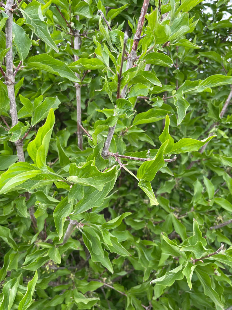L'image montre les feuilles vertes et les branches ramifiées d'un cornouiller en été. La disposition typique des feuilles opposées est clairement visible.