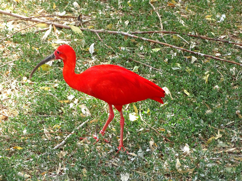 Ibis rouge — Bild 1