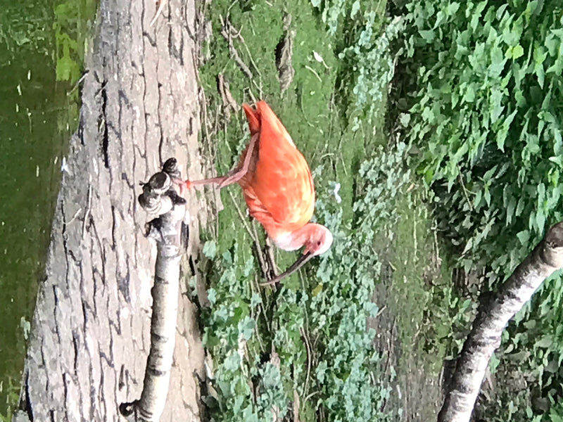 Ibis rouge — photo 1 sur 2