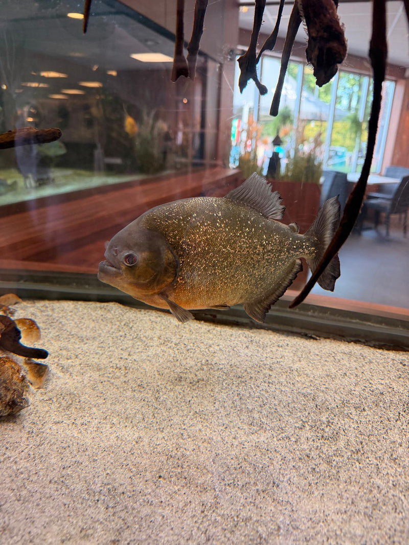 Piranha rouge — Bild 1