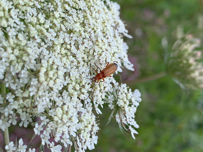 Un téléphore fauve est posé sur les petites fleurs blanches d'une ombellifère. Il se repose sur la plante, ses élytres brun-rouge caractéristiques étant bien...