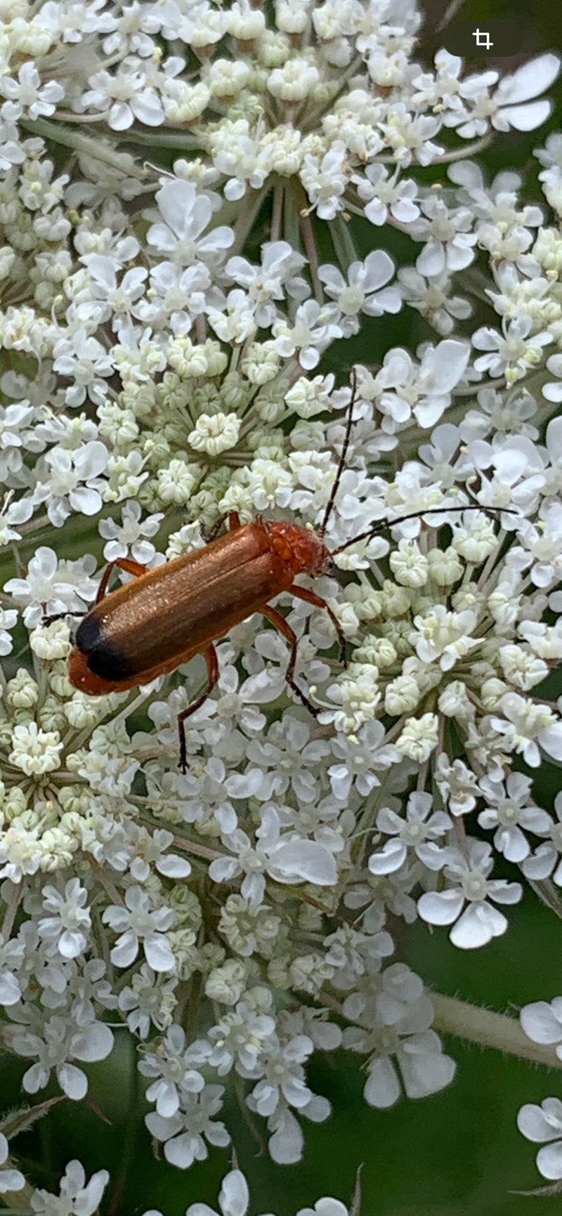 Un téléphore fauve est posé sur une ombelle de fleurs blanches. On le reconnaît bien à ses élytres brun-rouge et au bout de son abdomen noir.