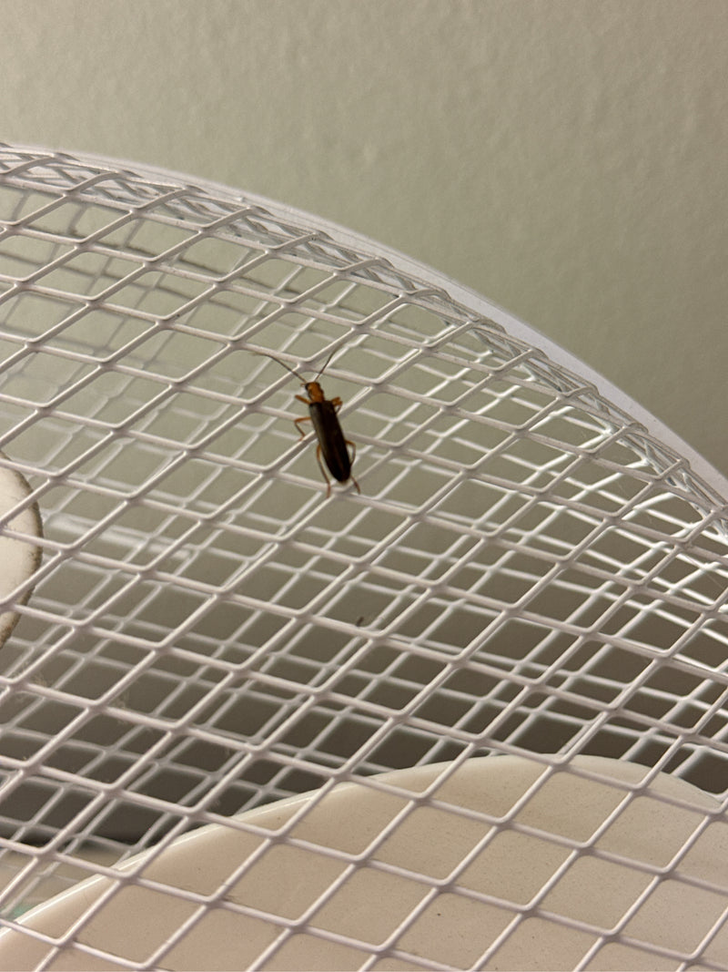 Un téléphore fauve est posé sur une grille métallique blanche. L'insecte est vu de dessus.