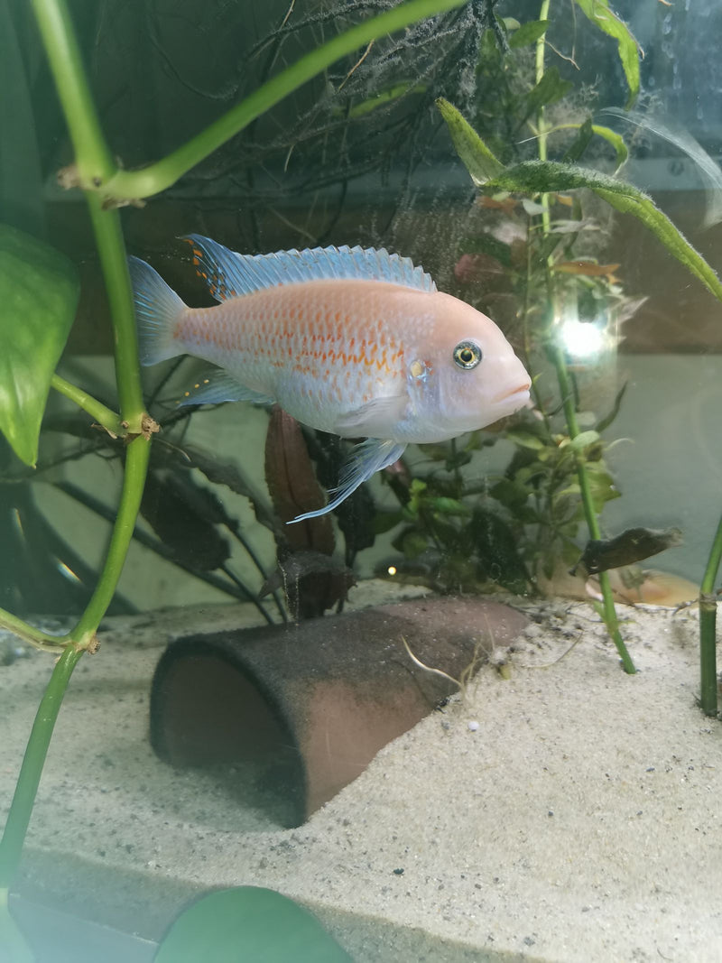 Cichlidé zèbre rouge — Bild 1