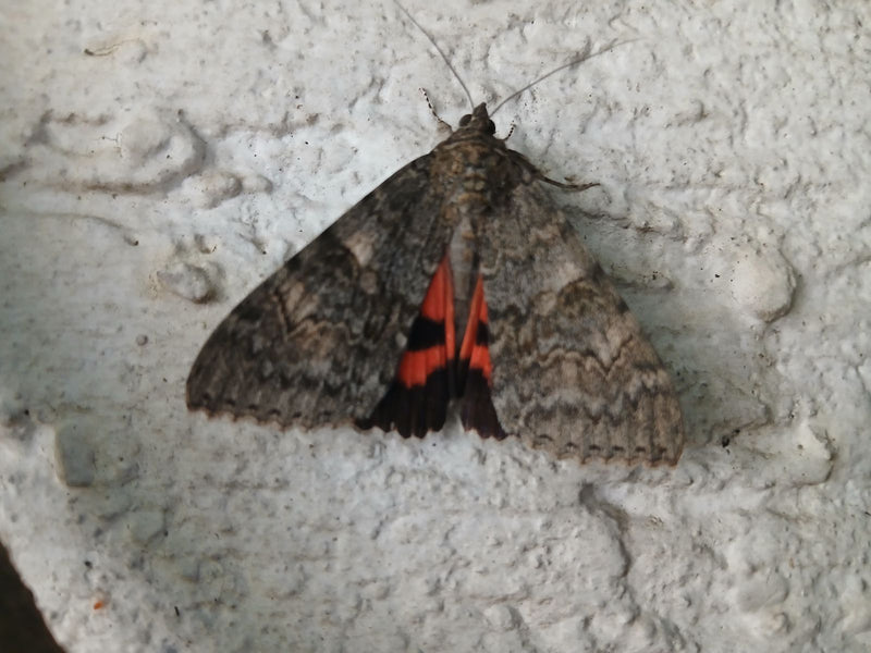 Ruban rouge — Bild 2