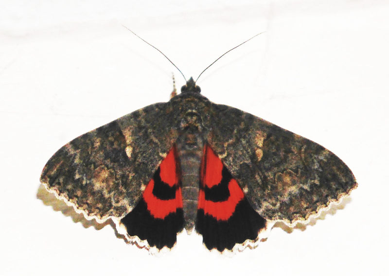 Ruban rouge — Bild 1