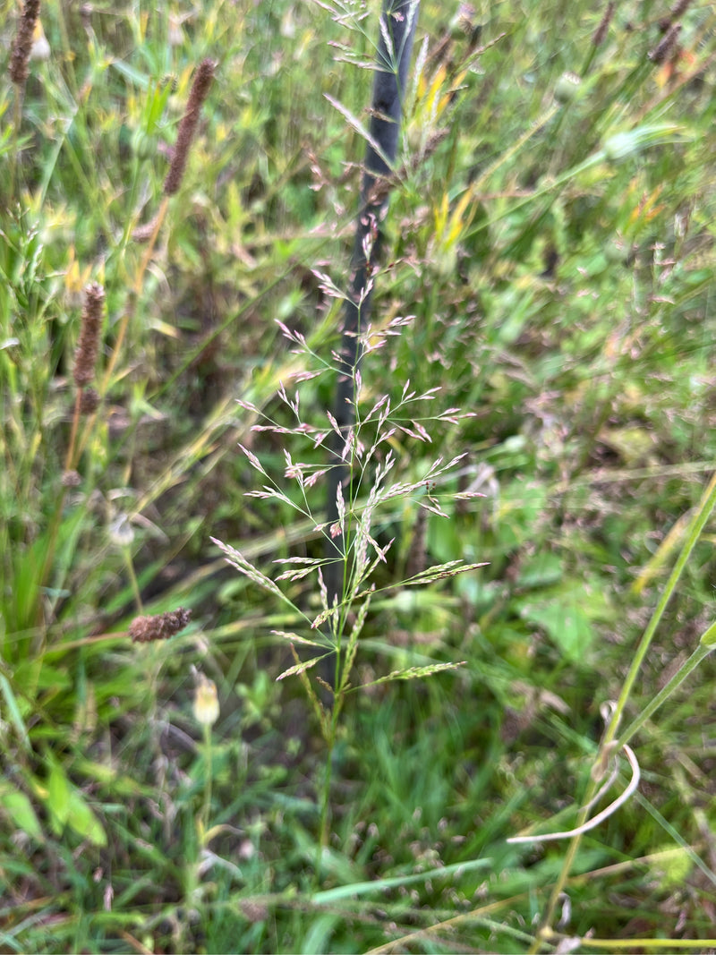 Herbe courbée rouge — Bild 2