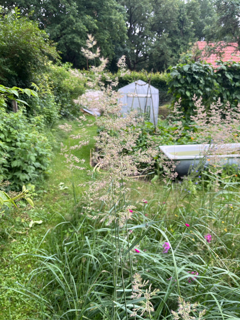 Herbe courbée rouge — Bild 1