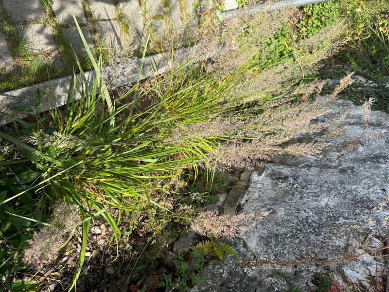 Une touffe en fleurs d'agrostide commune pousse sur un talus aménagé près de dalles de pierre.