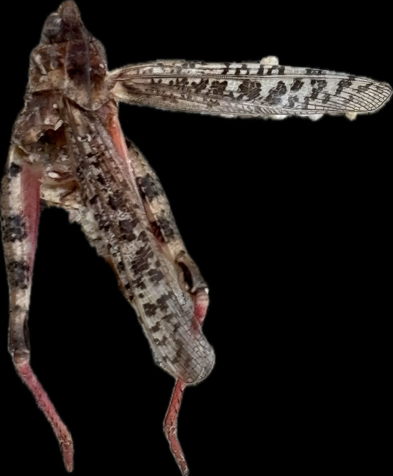 Insecte des friches à ailes rouges — Bild 1